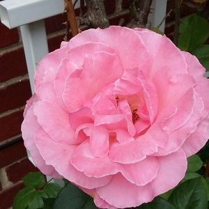 Meet your Posher, Holly